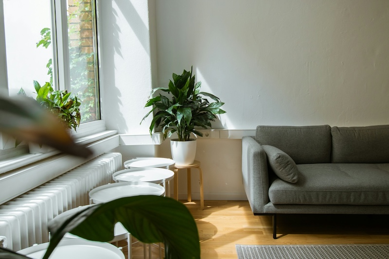 empty living room with sunlight pouring in over potted plant in corner