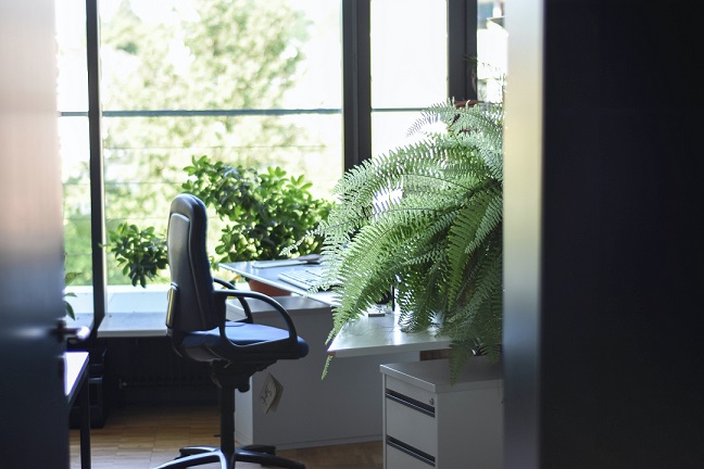 a fern near an office desk, inching its way over the office desk.
