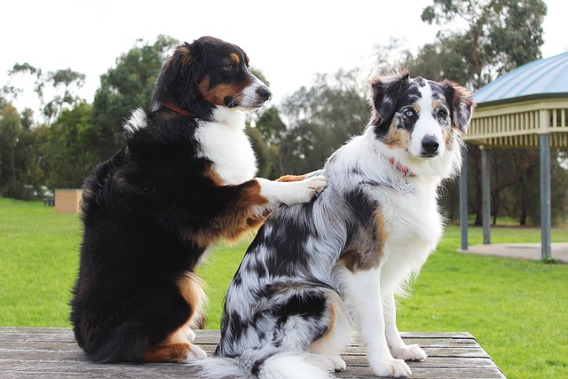 dog rubbing another dog's back