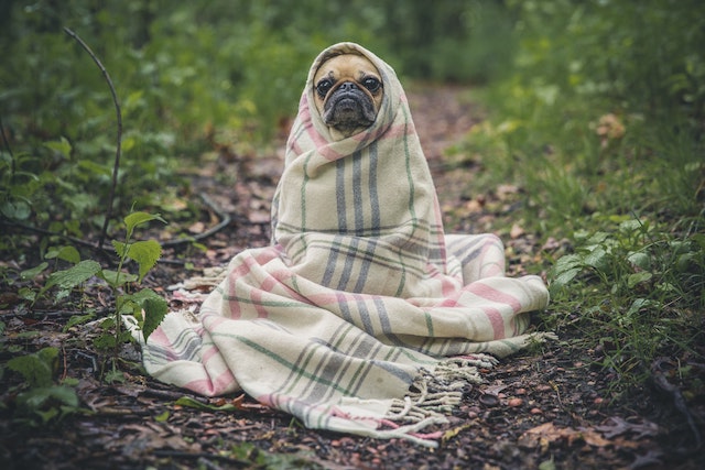 a pug wrapped upu in a thin blanket on a hiking trail